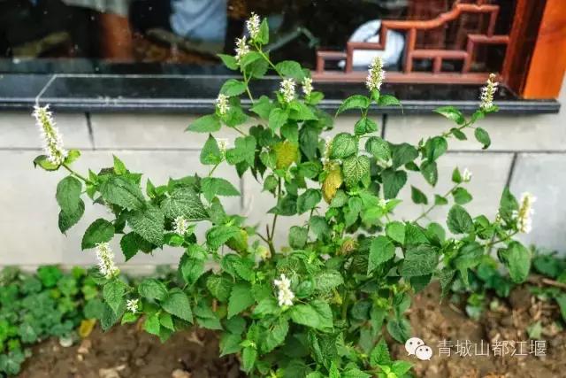 都江堰必吃十大馆子排名（水灵妹探店好吃不贵）