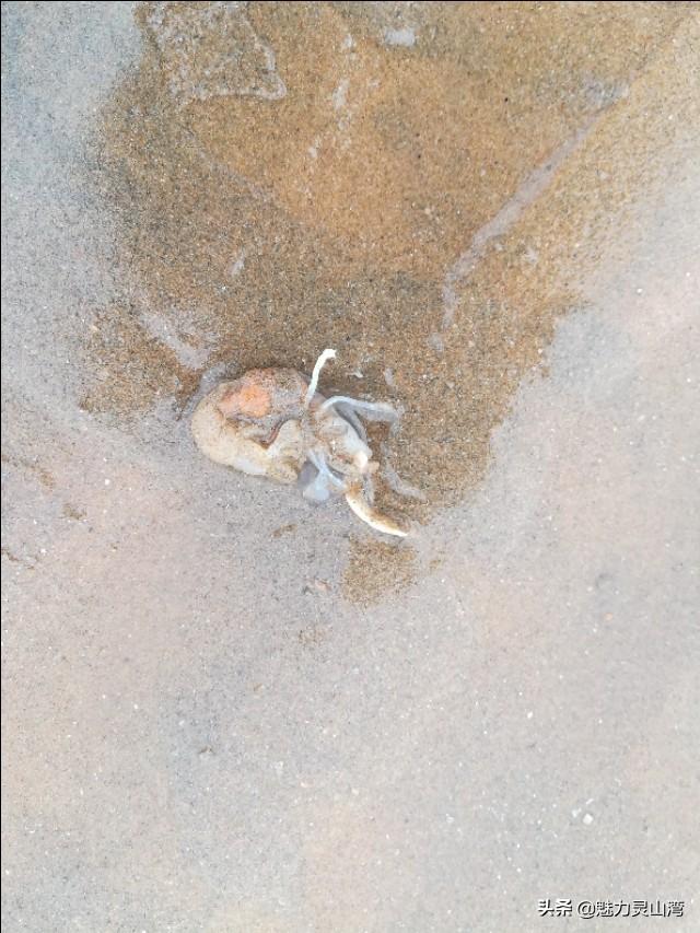 青岛小海虾怎么吃（青岛有一道美食真鲜）